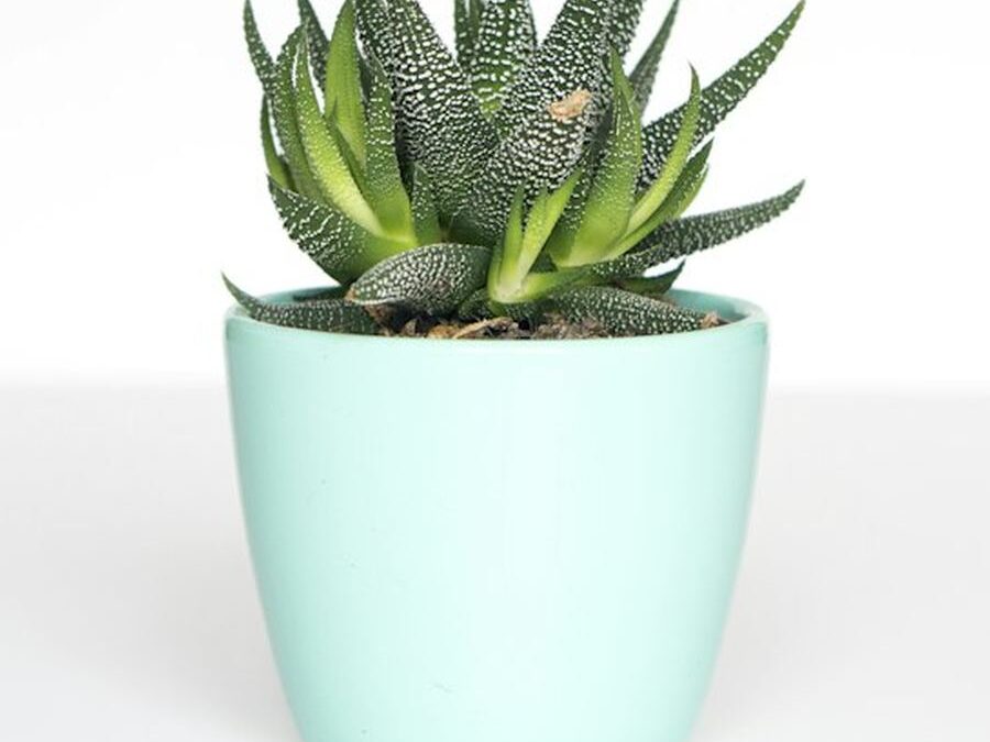 Mint Ceramic Planter