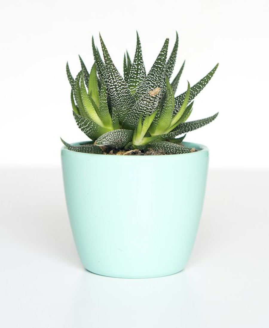 Mint Ceramic Planter
